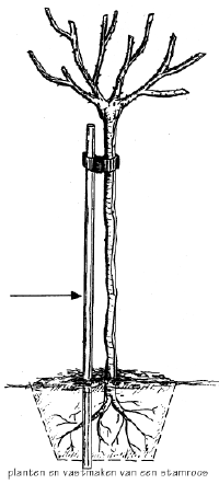 Planten en vastmaken van een stamroos