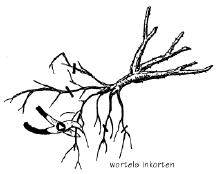 Wortels inkorten