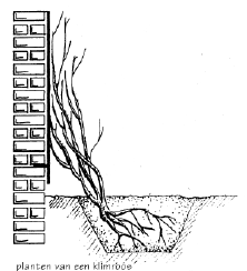 Planten van een klimroos
