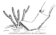 Voorzichtig aandrukken na het planten
