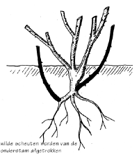 Wilde scheuten worden van de onderstam afgetrokken
