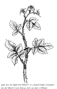 Pas als de laatste bloem is uitgebloeid, knippen we de bloemtros terug tot een vijfblad